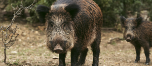 wild-boars-nature-site.png -